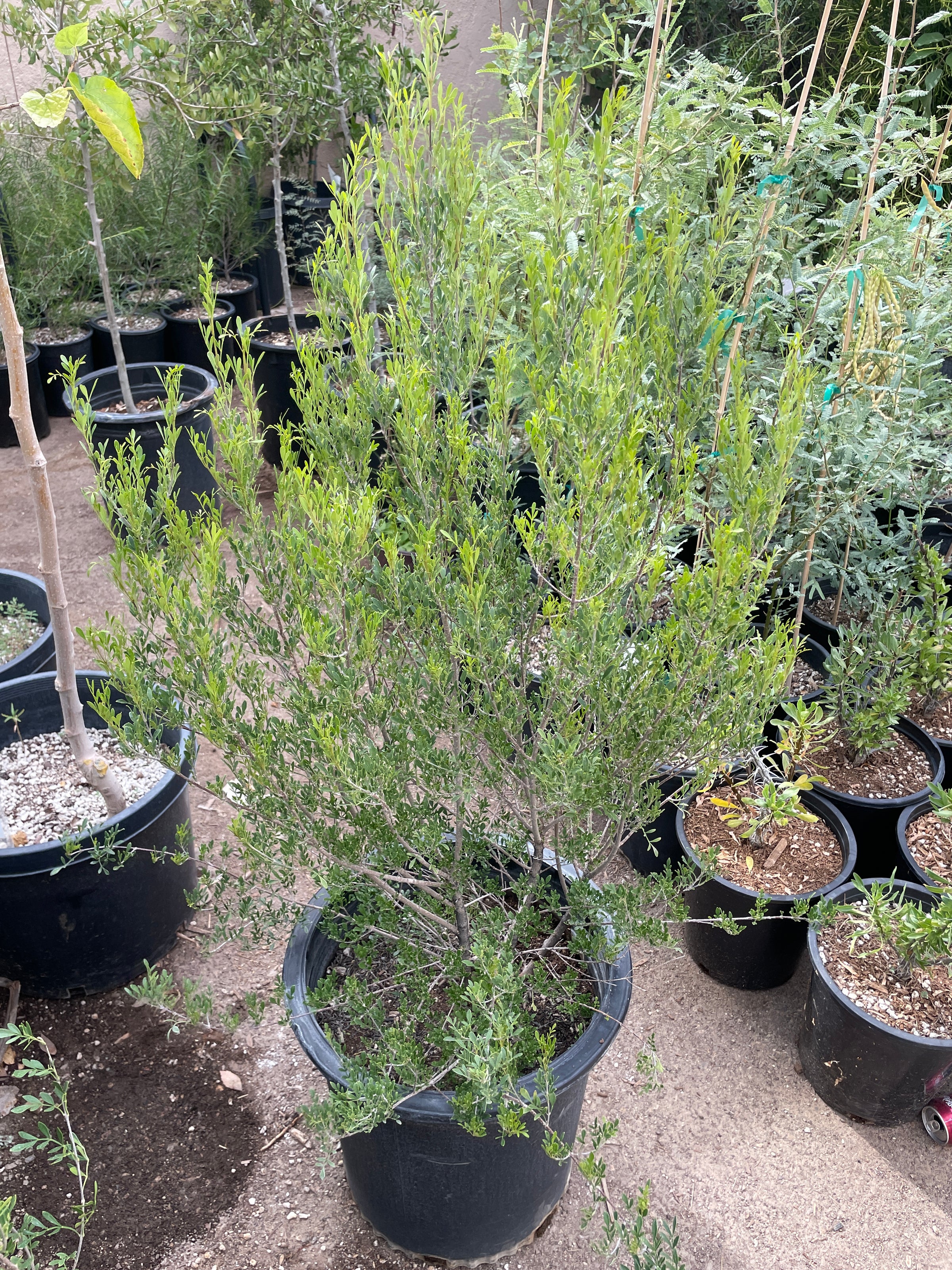 Fraxinus greggii (Little-Leaf Ash) | Spadefoot Nursery