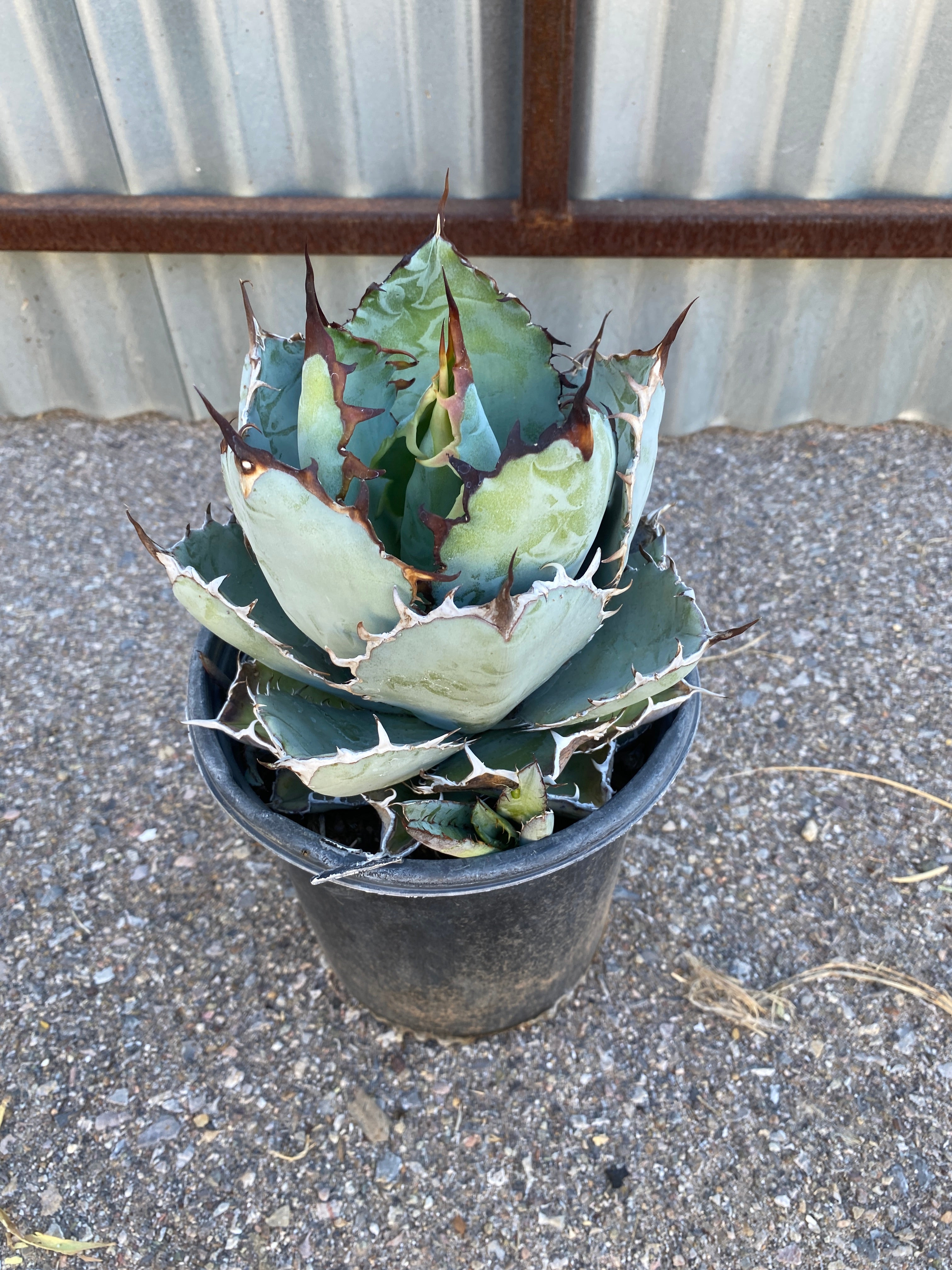 Agave titanota 'Black and Blue' | Spadefoot Nursery