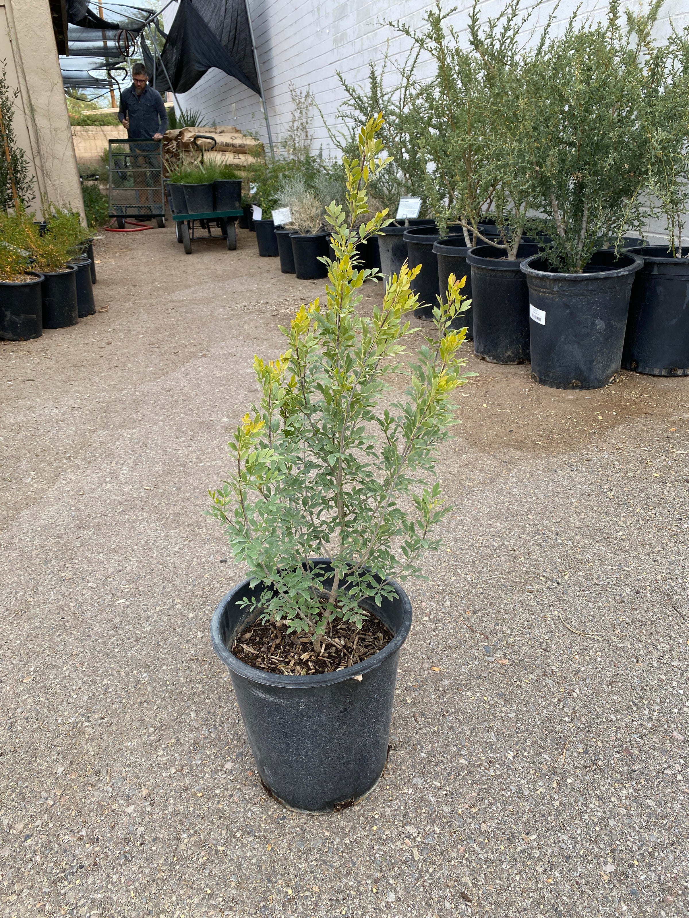 Fraxinus greggii (Little-Leaf Ash) | Spadefoot Nursery