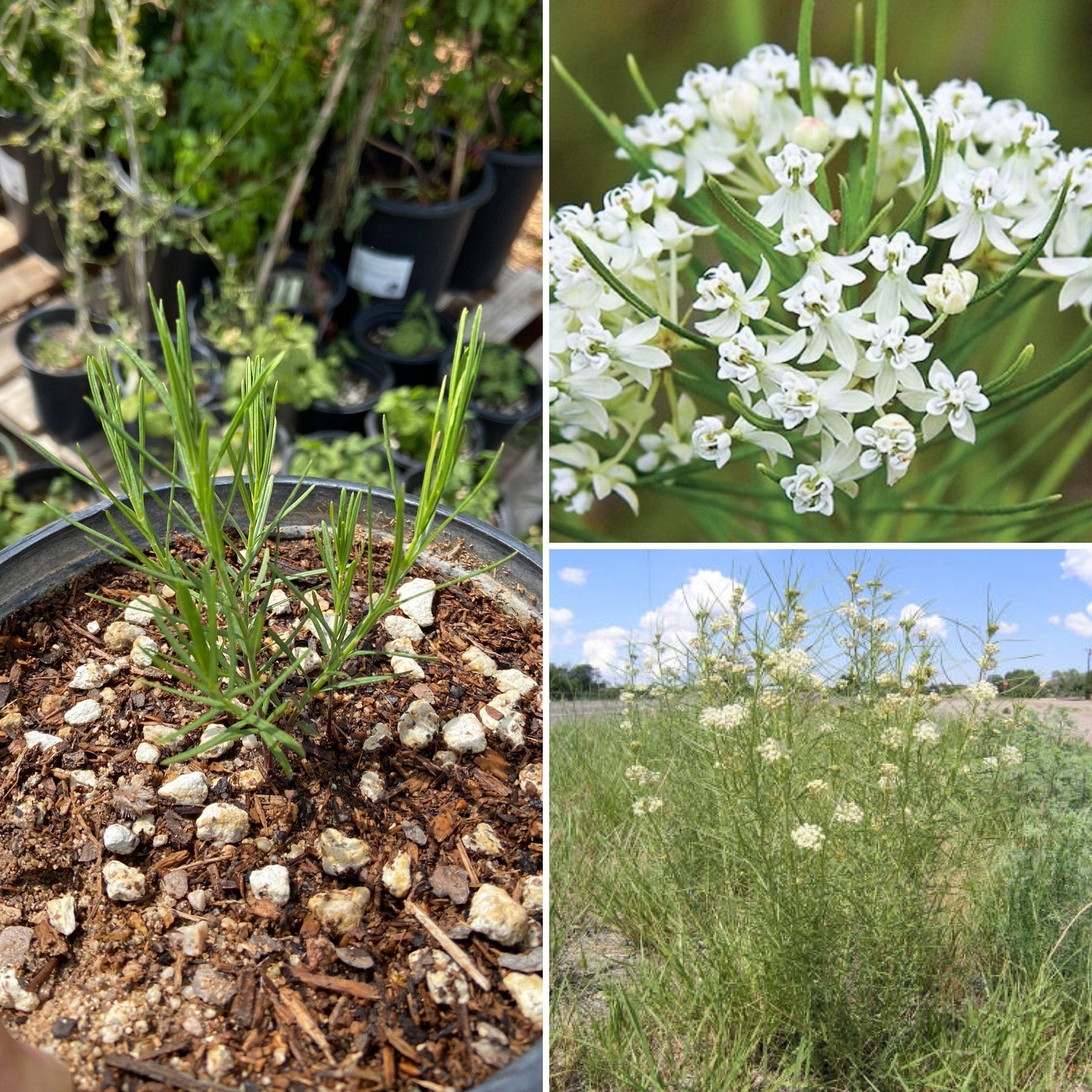 Asclepias Verticillata (Whorled Milkweed) - 1 Gallon | Spadefoot Nursery