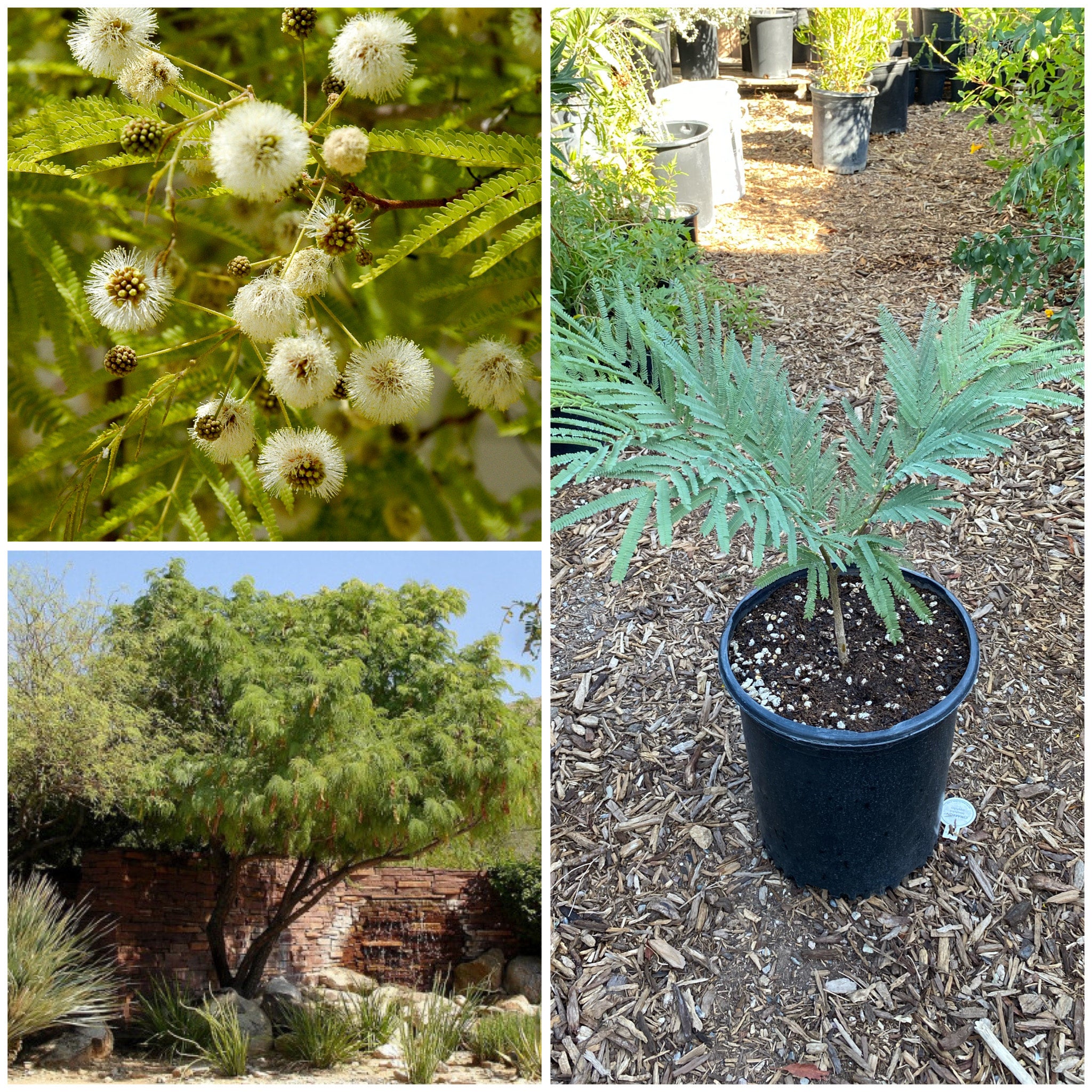 Lysiloma watsonii (Feather Tree) 5 gallon Spadefoot Nursery