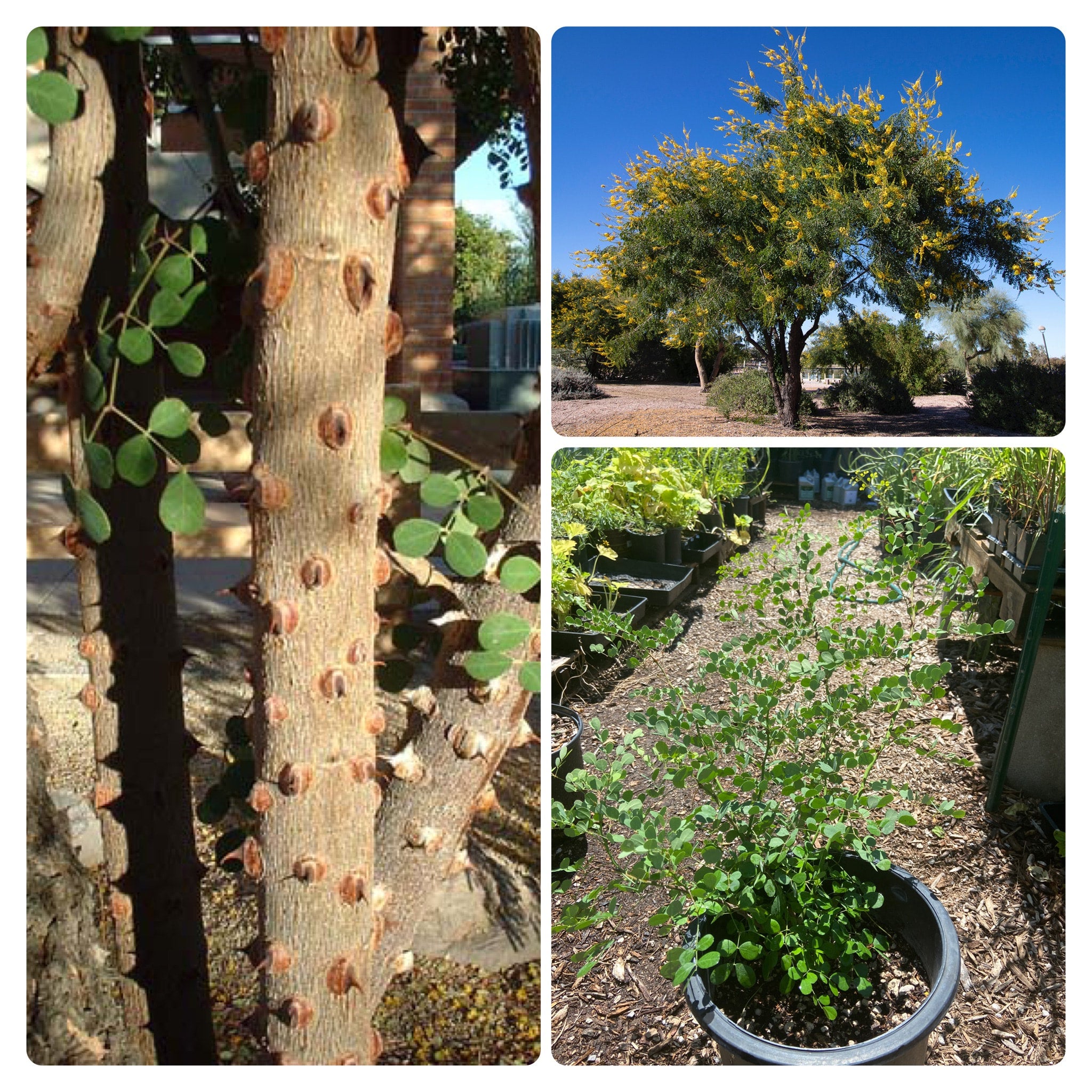 Shrub Selection Guide K-L — Spadefoot Nursery