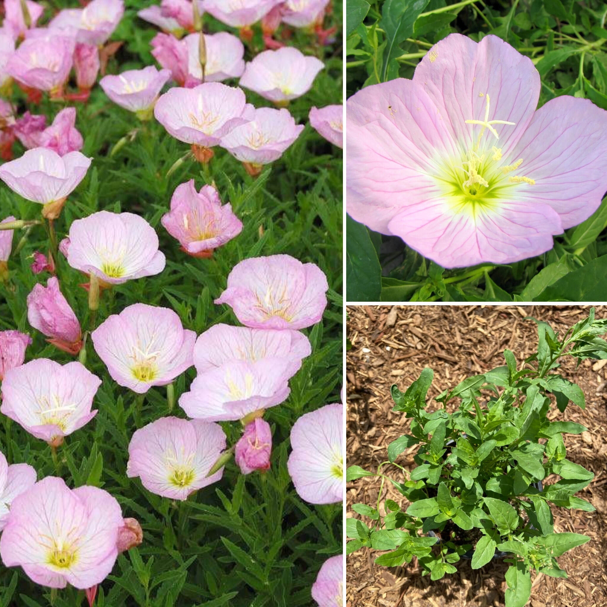 Oenothera Speciosa Mexican Evening Primrose 1 Gallon Spadefoot 