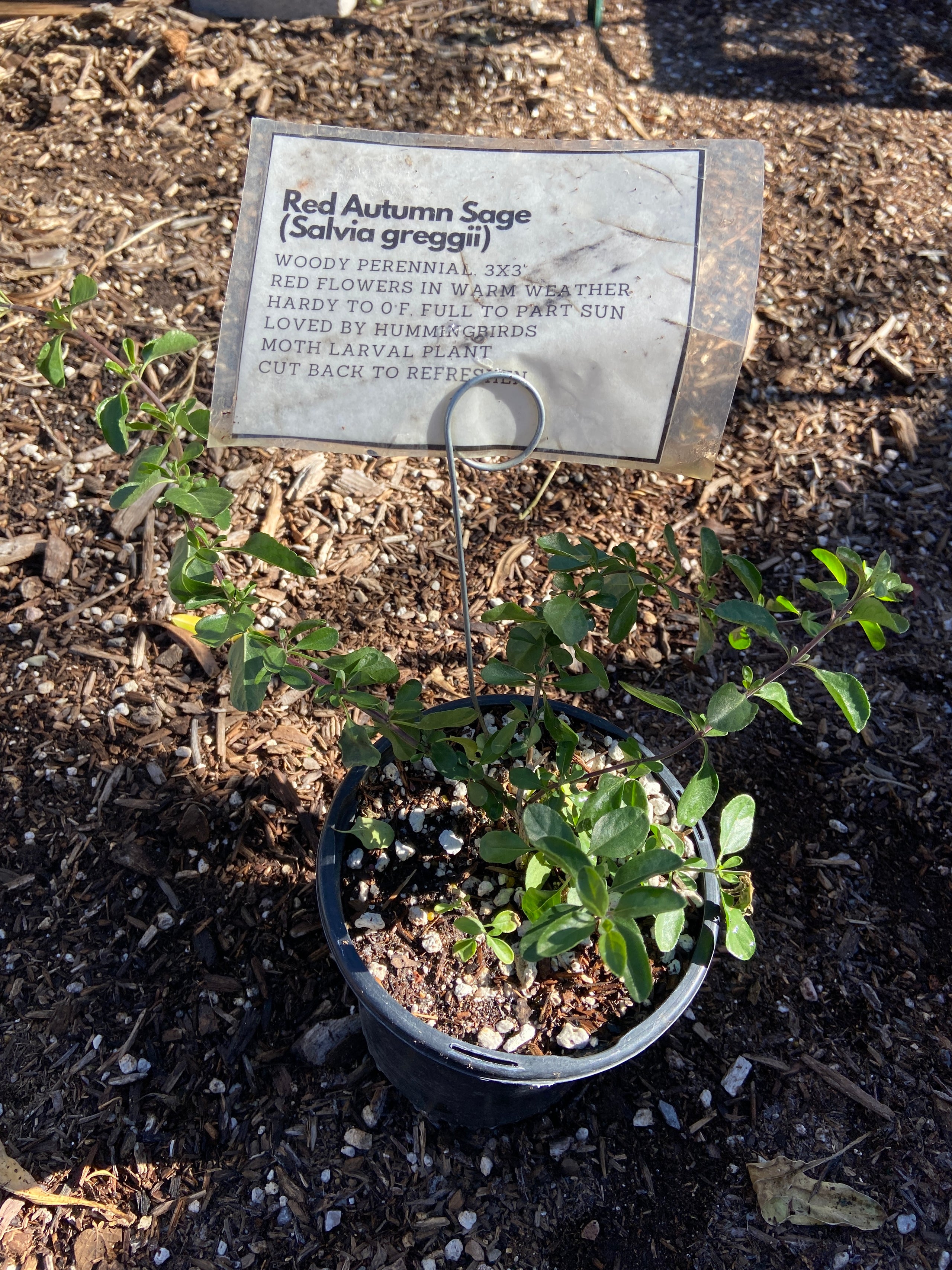 Salvia Greggii blanca – PuraSalvia