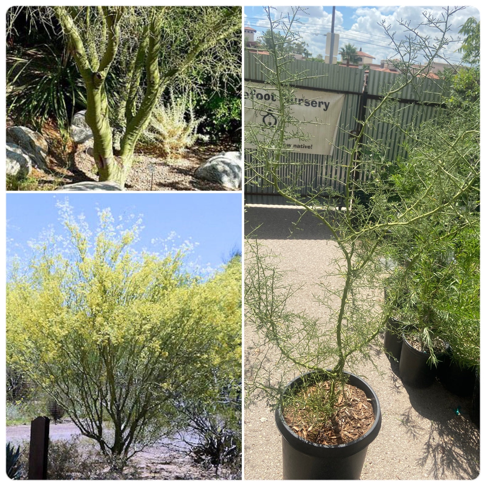 Parkinsonia Microphylla Foothill Palo Verde 15 Gallon Spadefoot Nursery