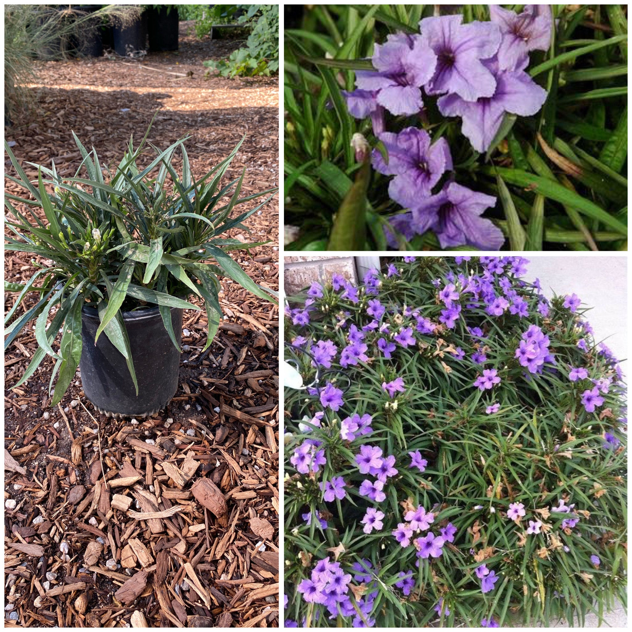 Scrophulariaceae: Leucophyllum species — Spadefoot Nursery