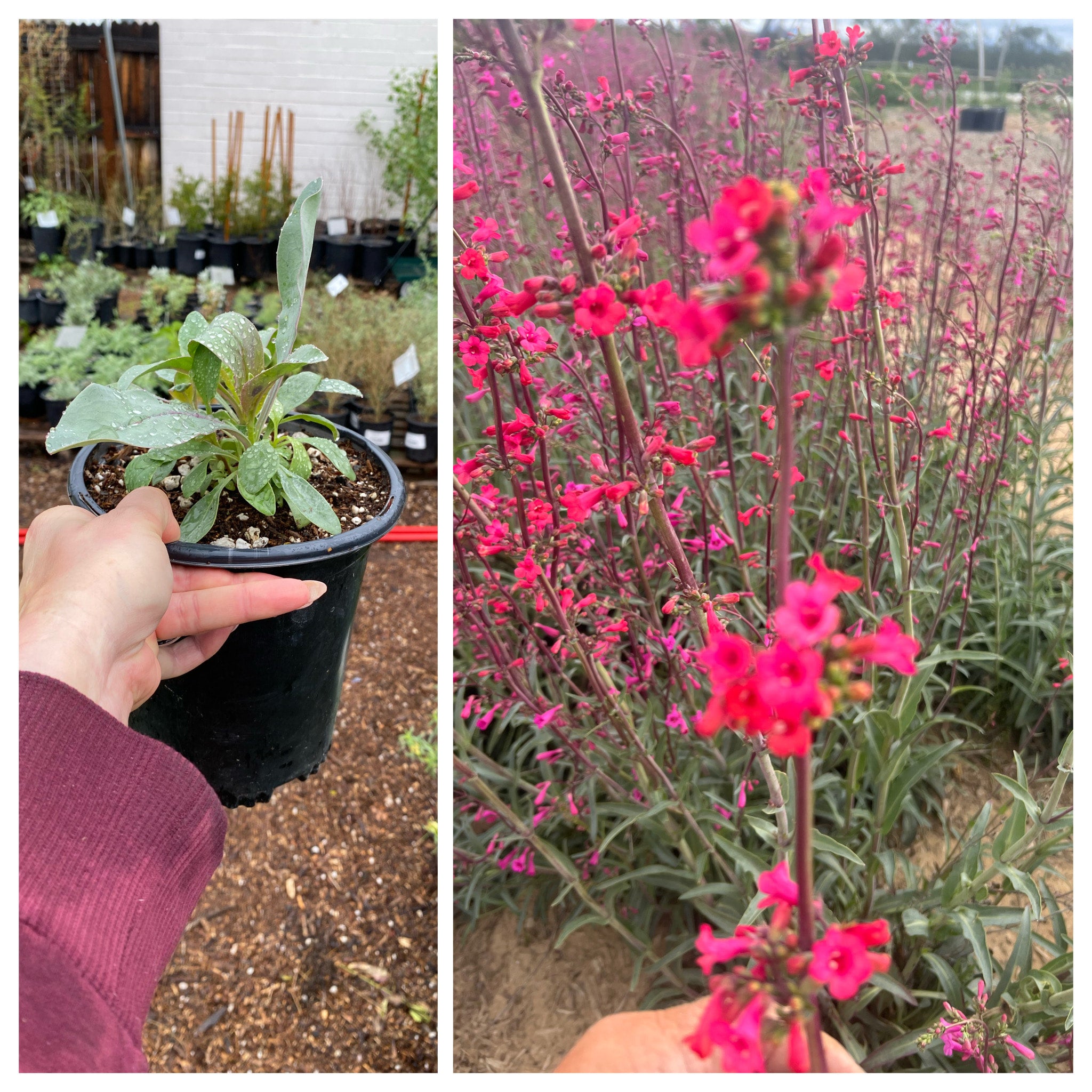 Scrophulariaceae: Leucophyllum species — Spadefoot Nursery