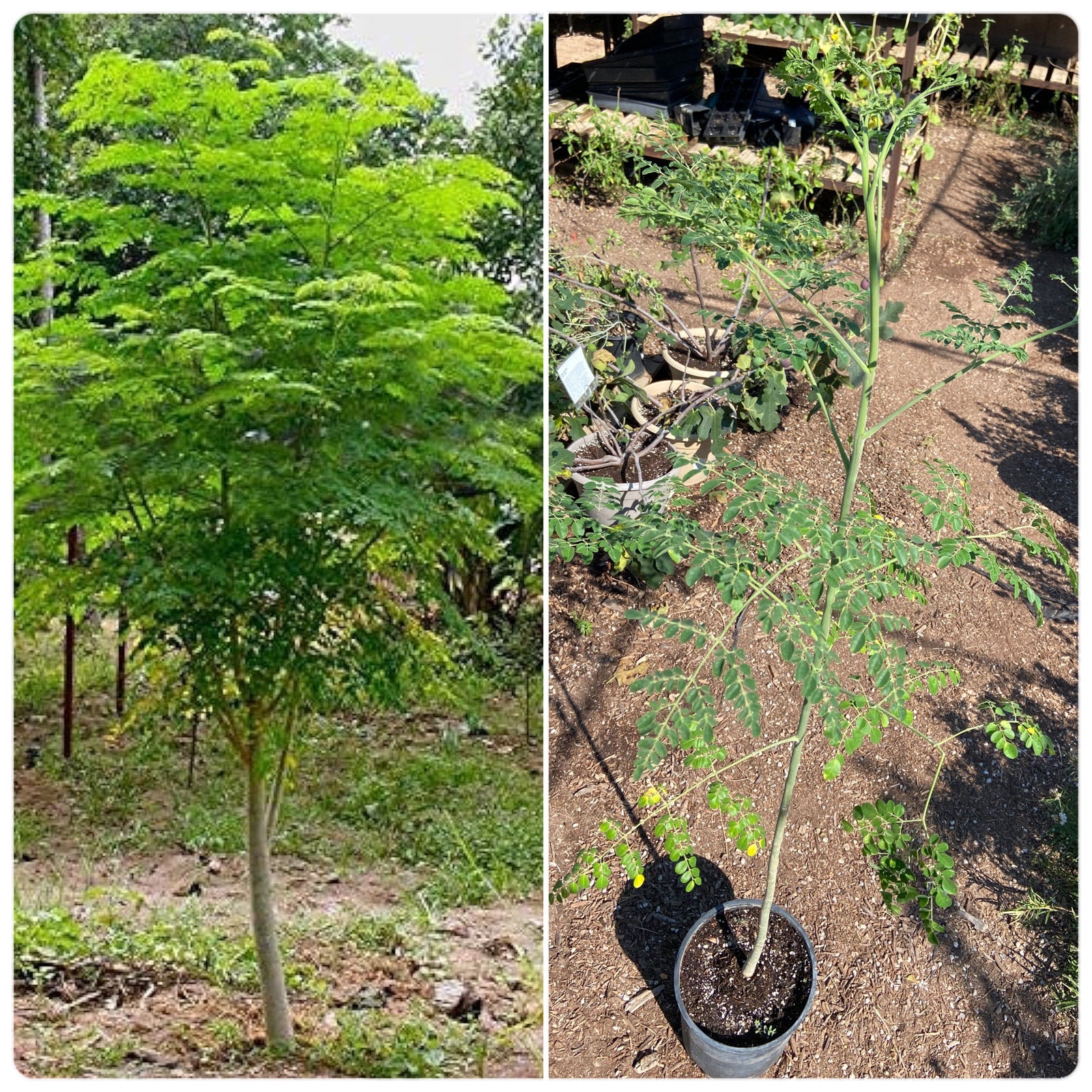 Moringa oleifera (Drumstick Tree) 2 gallon Spadefoot Nursery