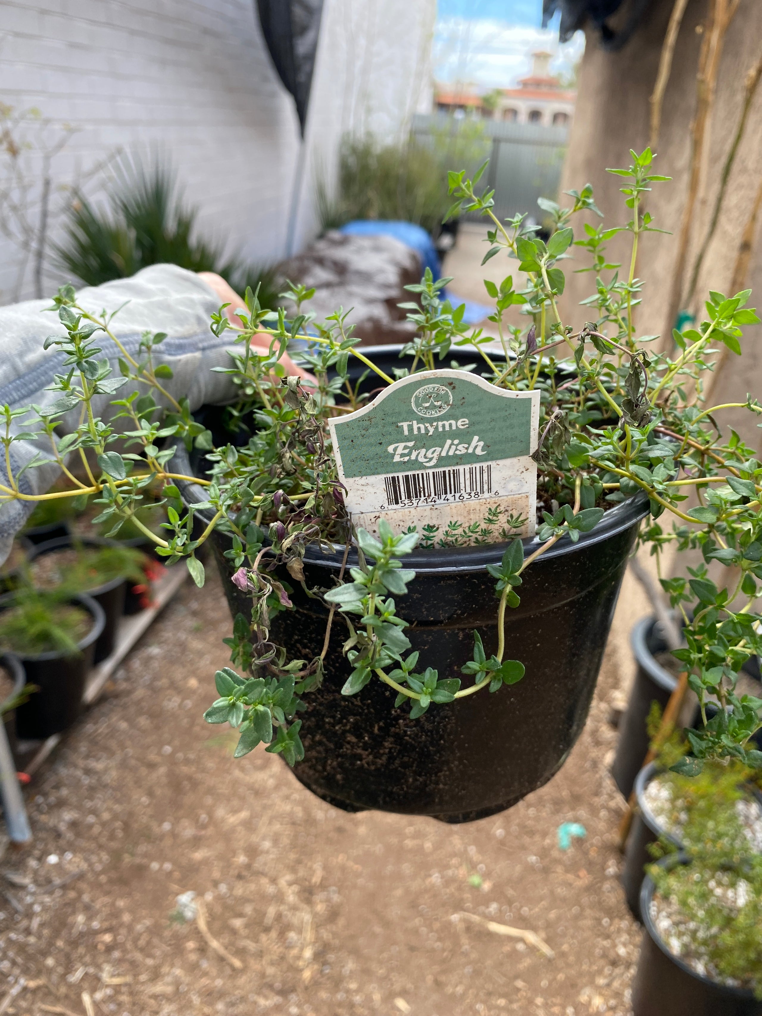 English Thyme (Thymus vulgaris) - 6