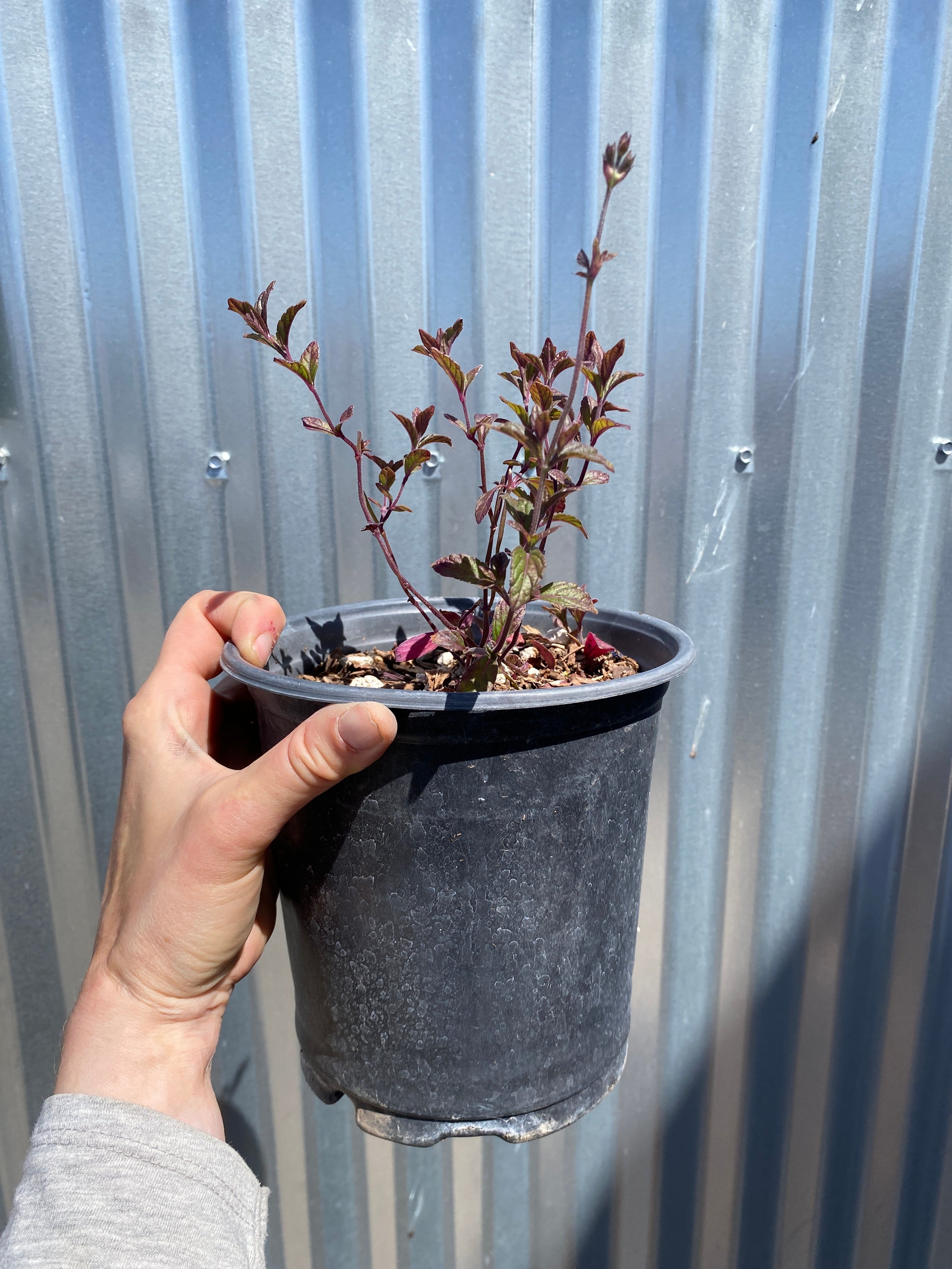 Salvia sinaloensis (Sinaloan Blue Sage) - 1 gallon | Spadefoot Nursery