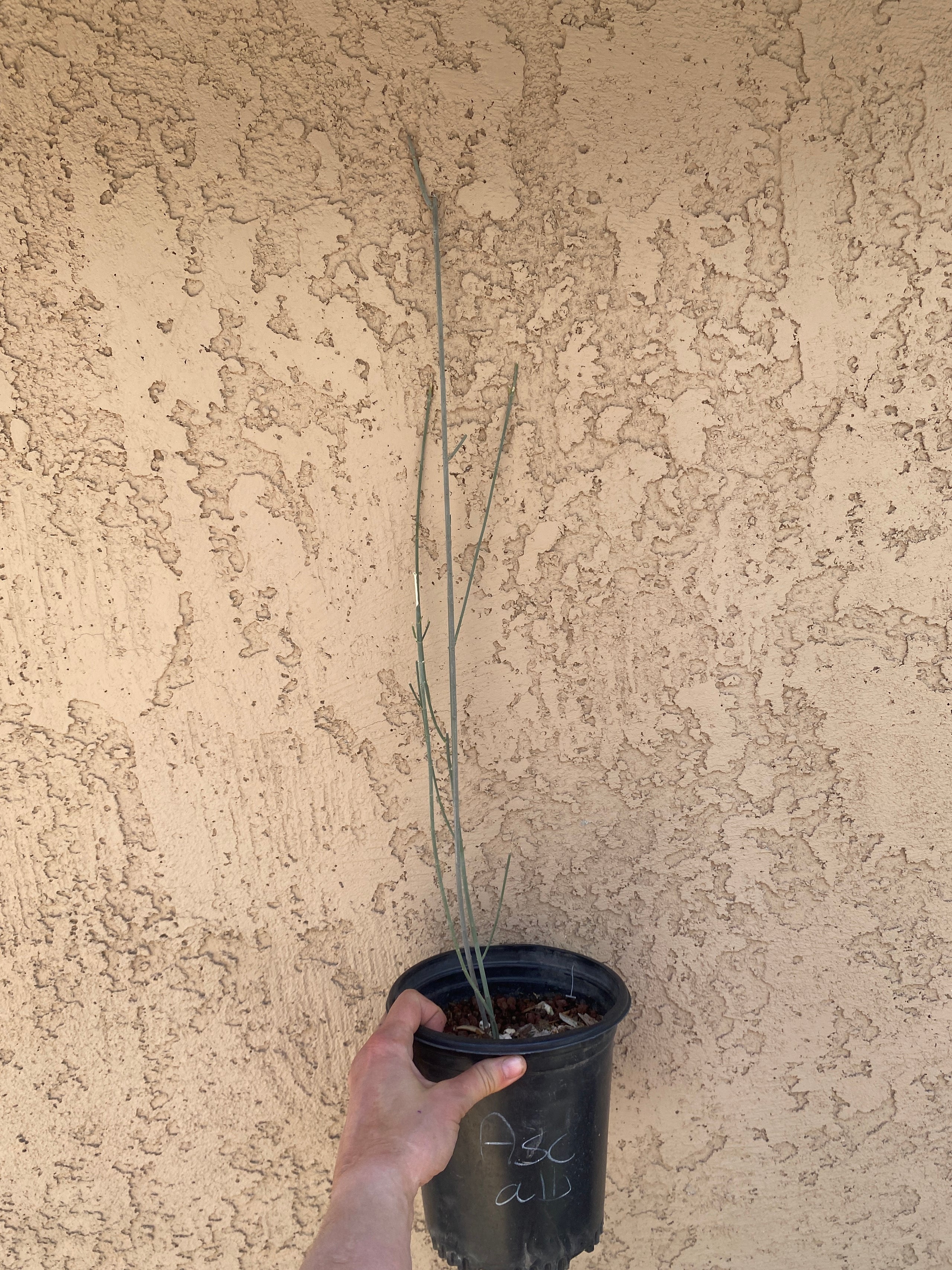 Asclepias albicans (Whitestem Milkweed) - 1 gallon | Spadefoot Nursery