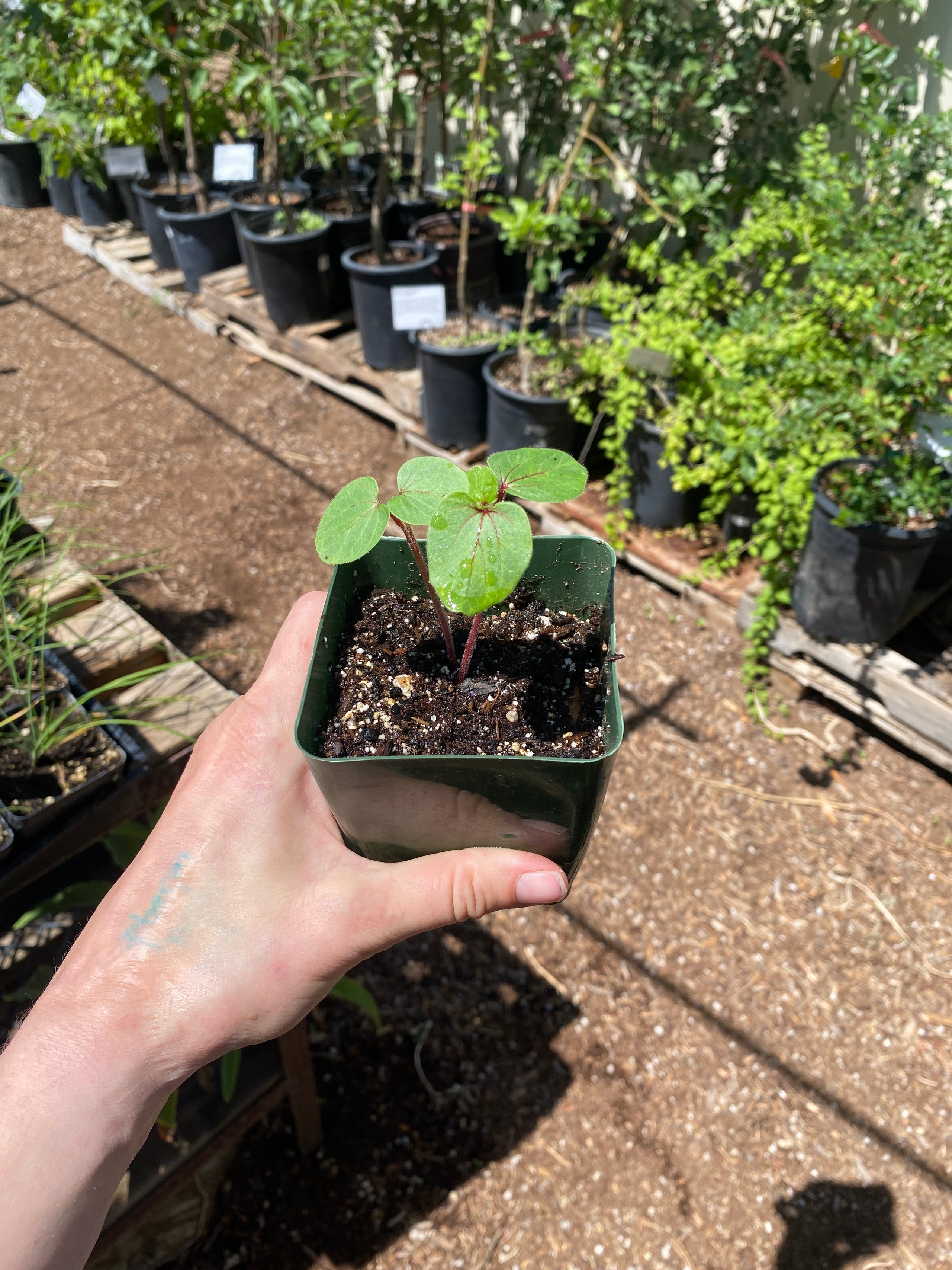 Yuma Red Okra Spadefoot Nursery