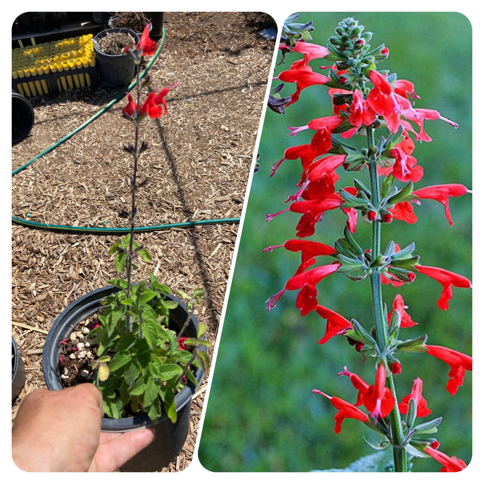 Scrophulariaceae: Leucophyllum species — Spadefoot Nursery