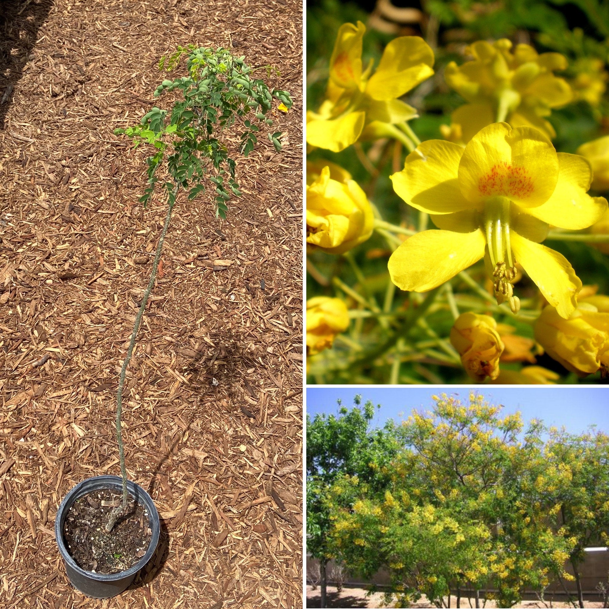 Erythrostemon mexicanus (Mexican Bird of Paradise) - 1 gallon ...