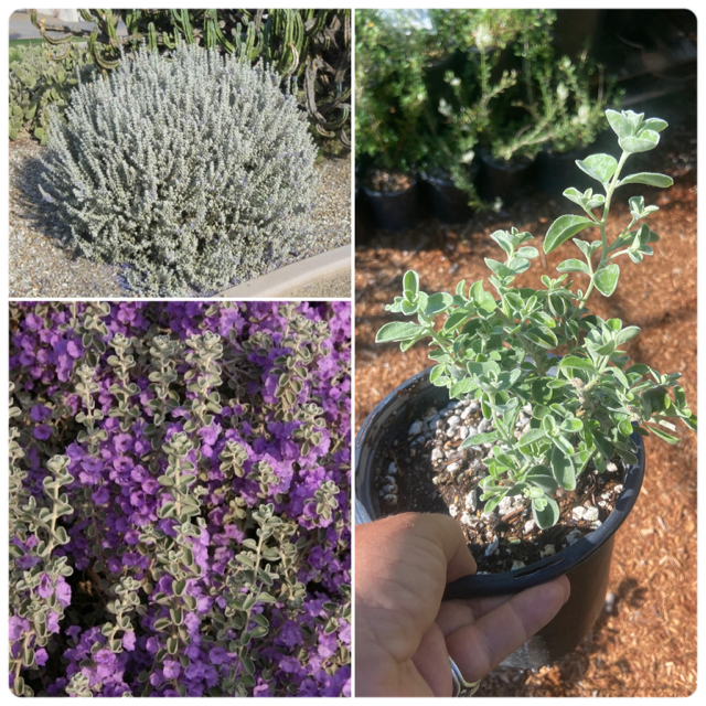 Scrophulariaceae: Leucophyllum species — Spadefoot Nursery