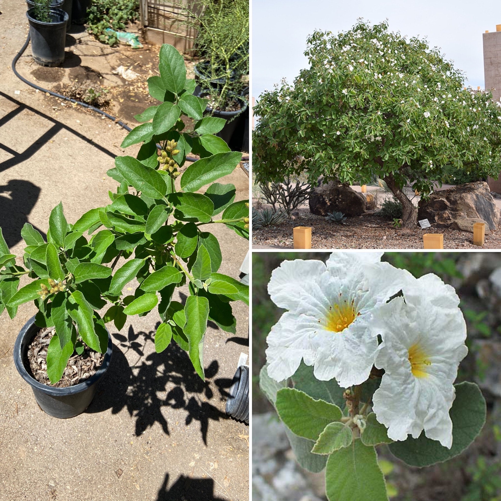 Cordia boissieri (Texas Olive) - 5 gallon | Spadefoot Nursery