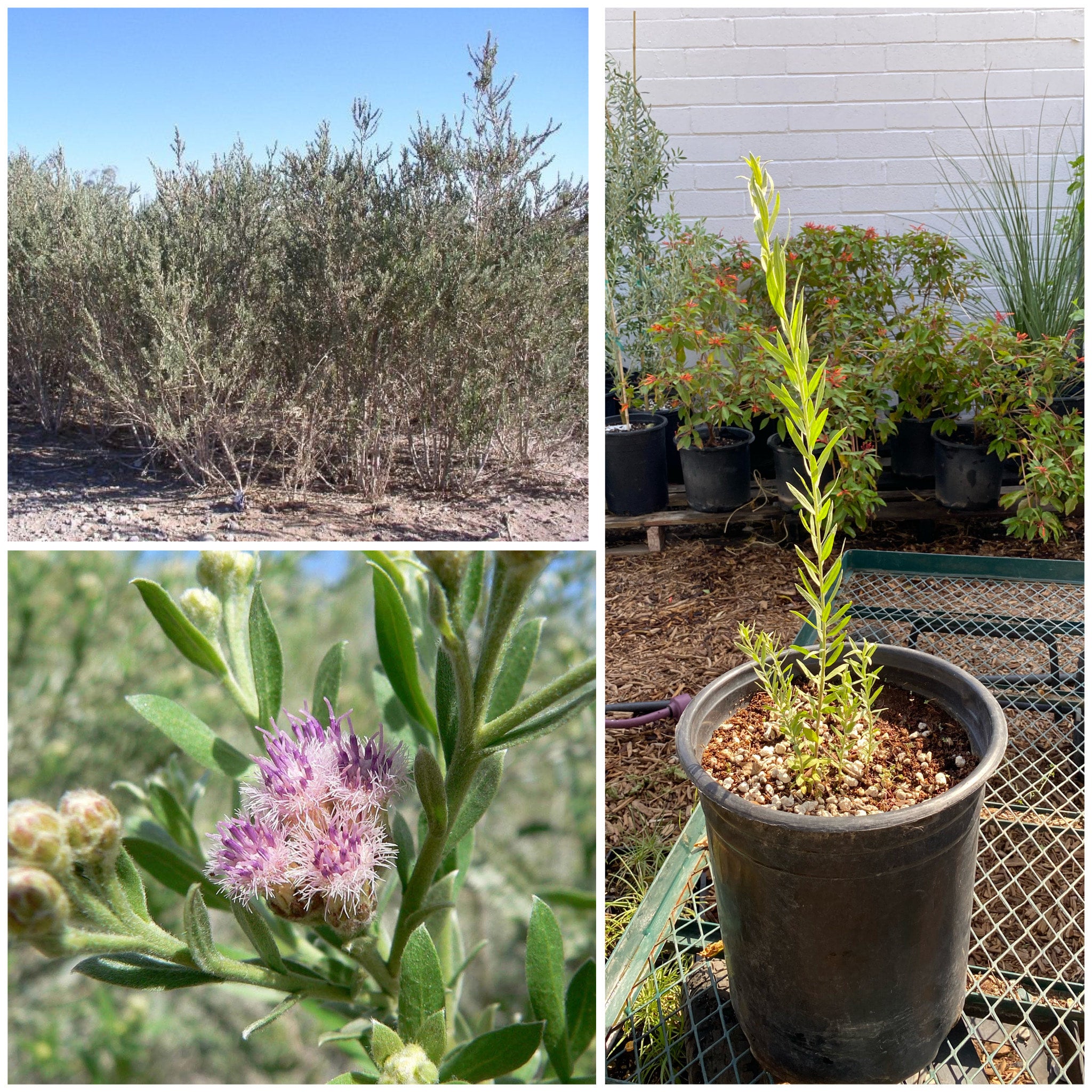 Scrophulariaceae: Leucophyllum species — Spadefoot Nursery