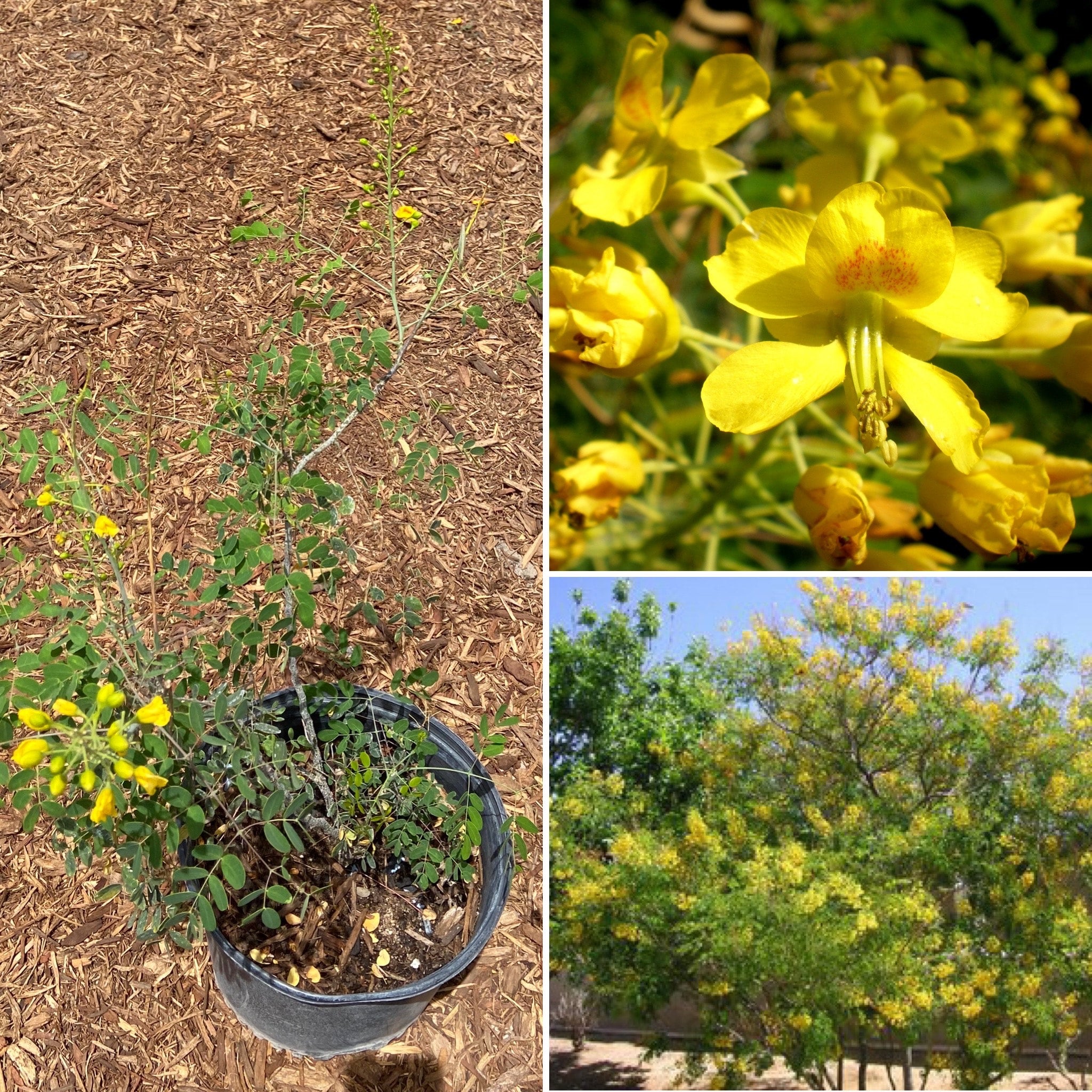 Erythrostemon mexicanus (Mexican Bird of Paradise) - 5 gallon ...