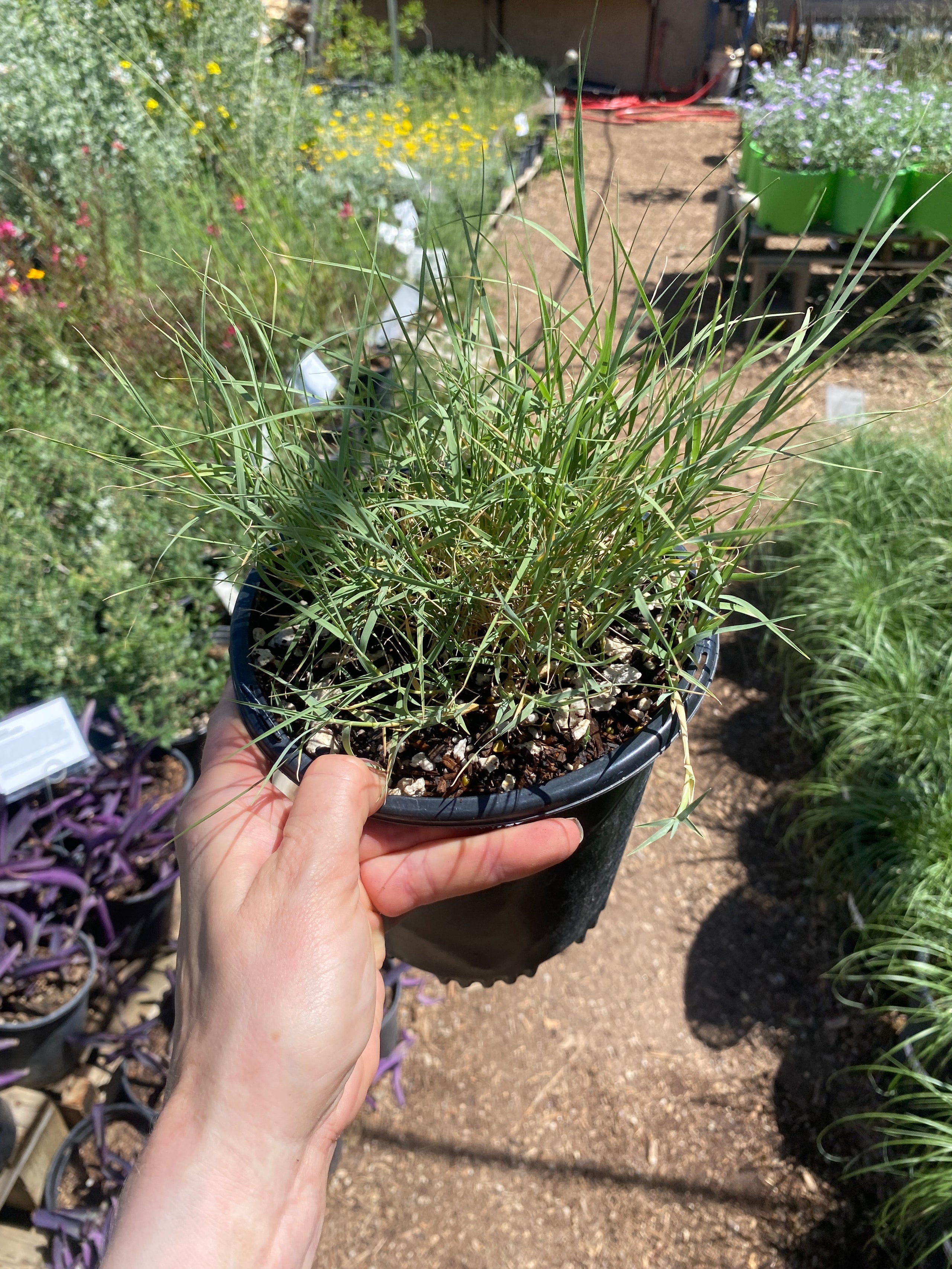 Distichlis spicata (Desert Saltgrass) - 1 gallon | Spadefoot Nursery