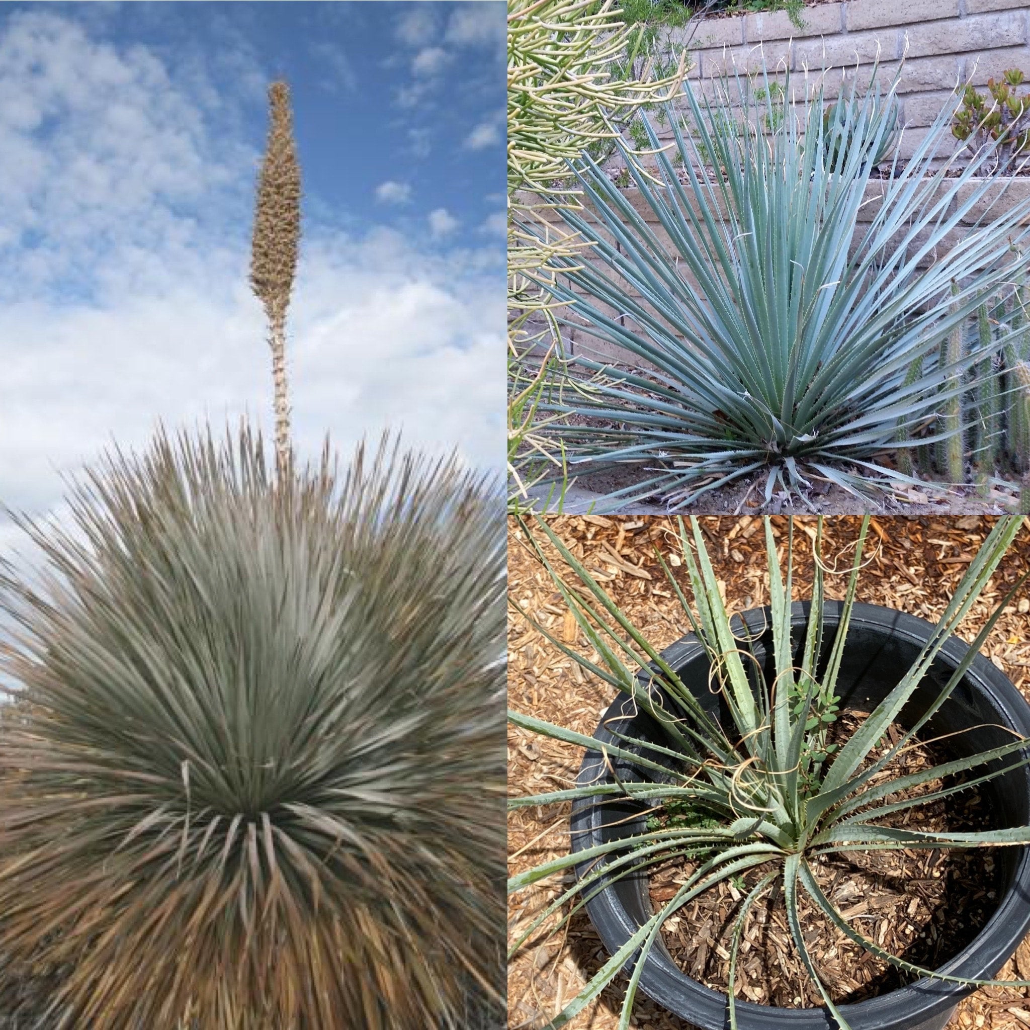 Dasylirion wheeleri (Desert Spoon) 5 gallon Spadefoot Nursery