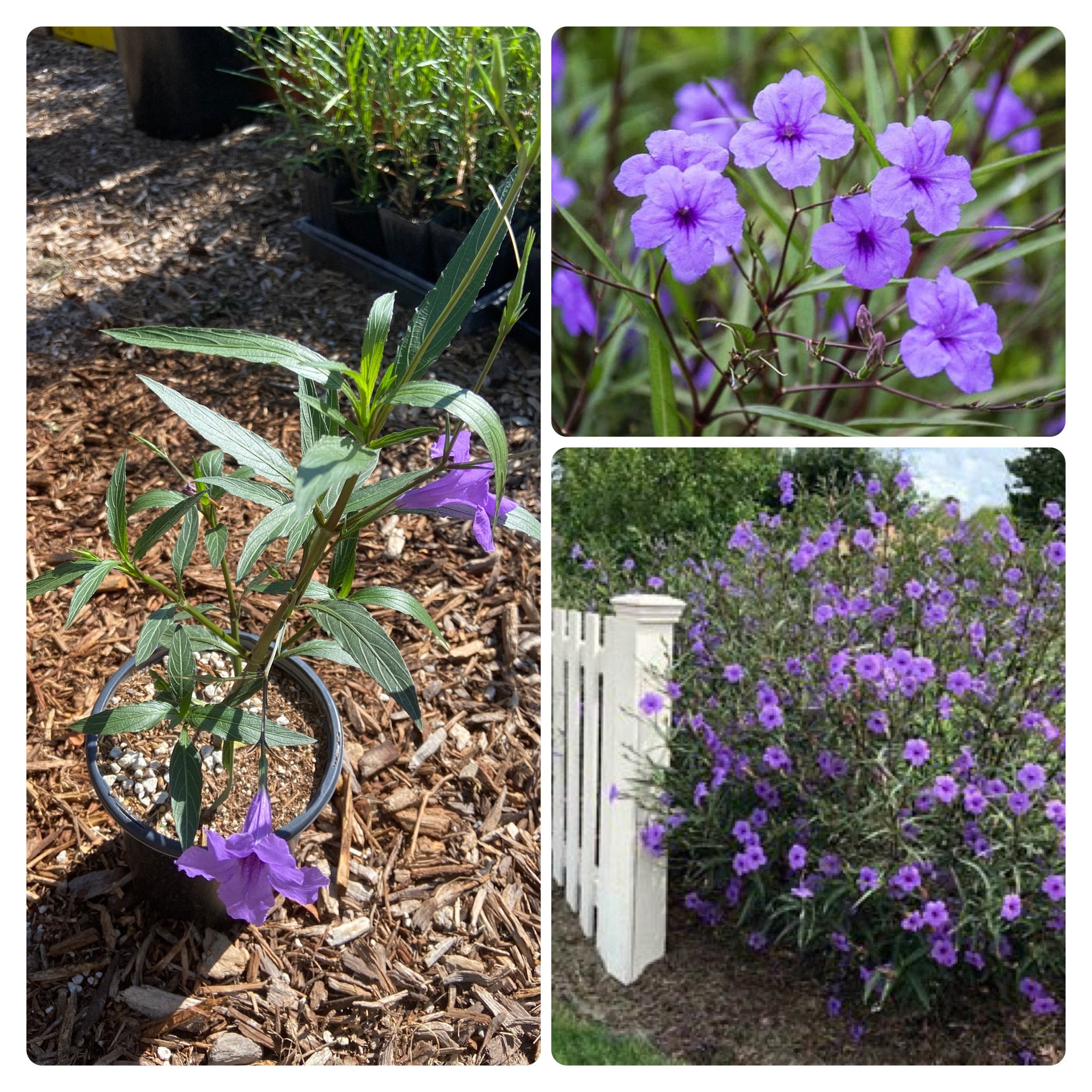 Ruellia Brittoniana Dwarf