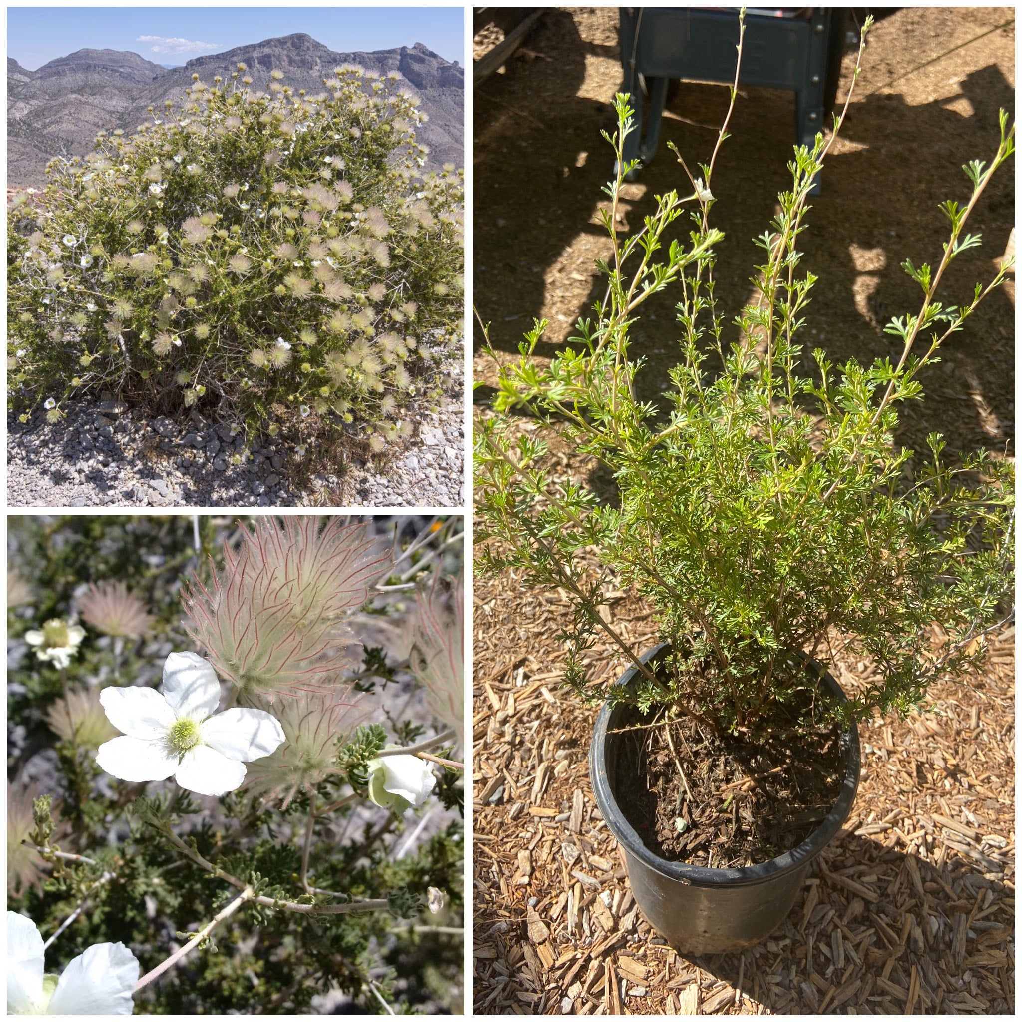 Scrophulariaceae: Leucophyllum species — Spadefoot Nursery