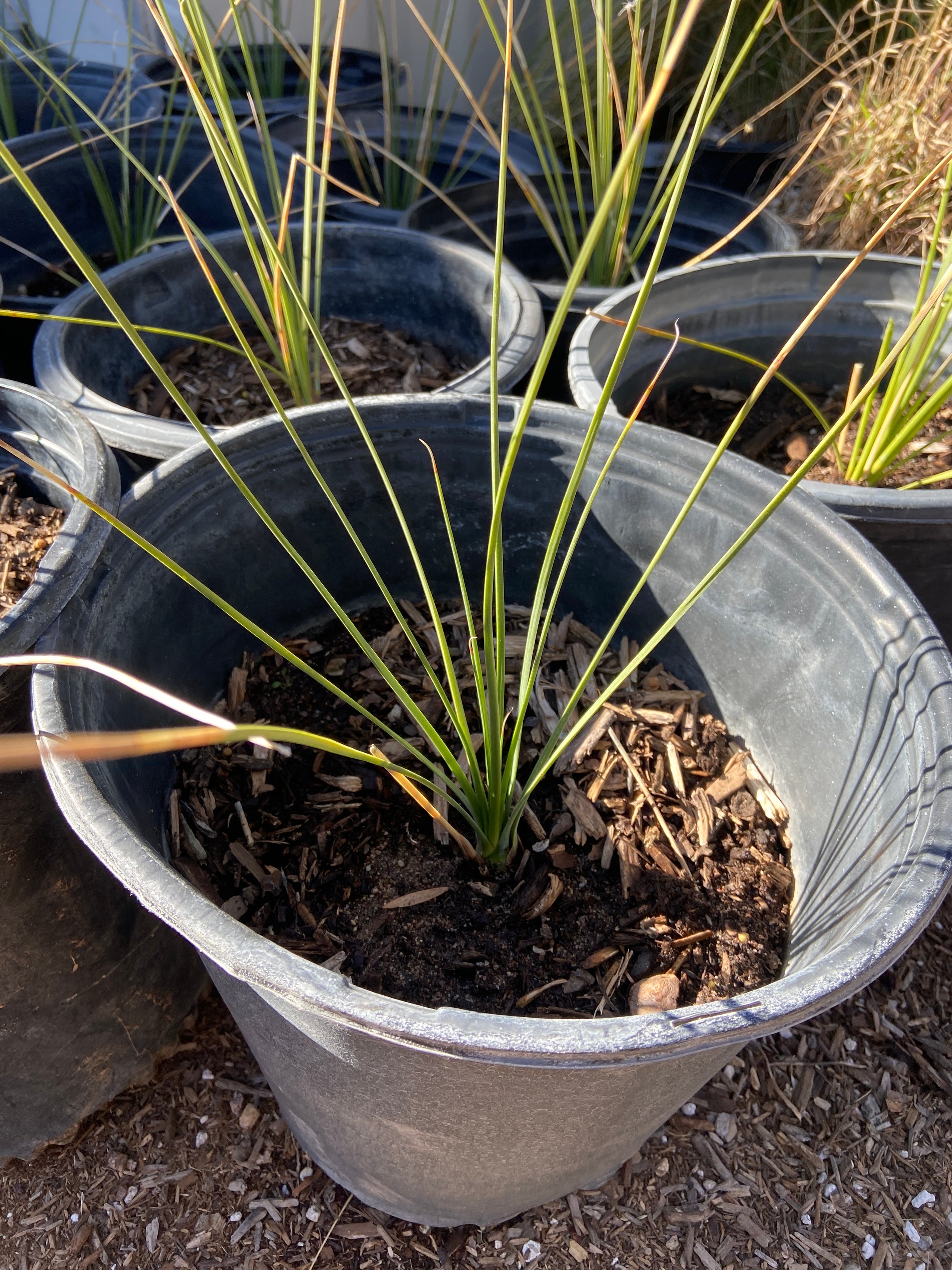 Dasylirion longissimum (Mexican Grass Tree) 5 gallon Spadefoot Nursery